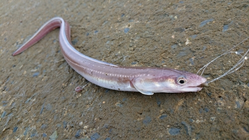 アナゴの釣果