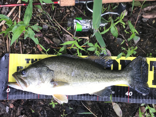 ブラックバスの釣果