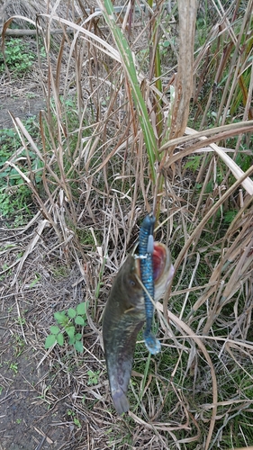 ナマズの釣果