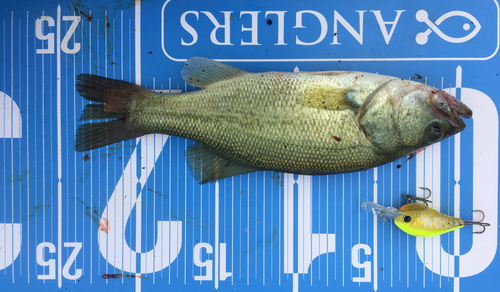 ブラックバスの釣果