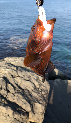 アコウの釣果