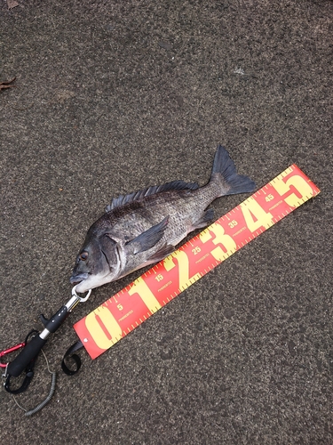 クロダイの釣果