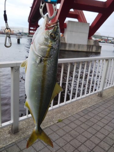 ツバスの釣果