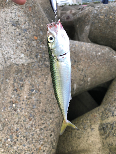 サバの釣果