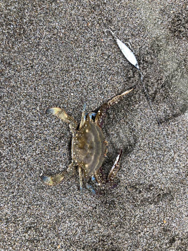 ワタリガニの釣果