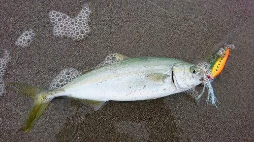 ワカシの釣果