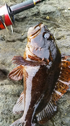 ムラソイの釣果