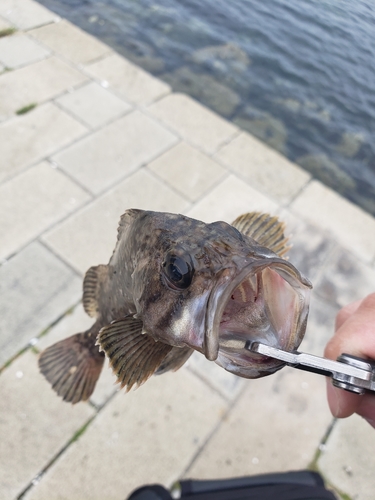 クロソイの釣果