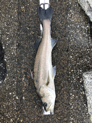 スズキの釣果