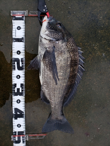 クロダイの釣果