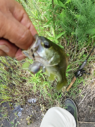 ブラックバスの釣果