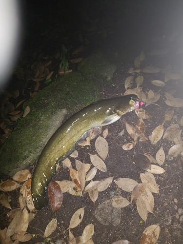 ナマズの釣果