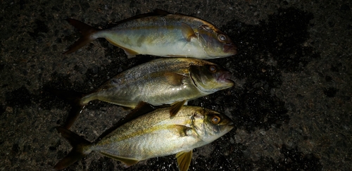 ショゴの釣果