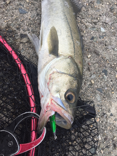 シーバスの釣果