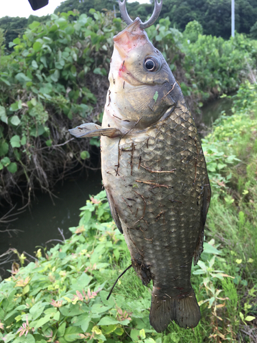 マブナの釣果