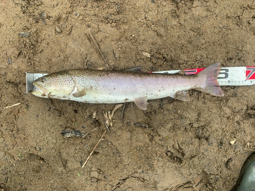 イトウの釣果