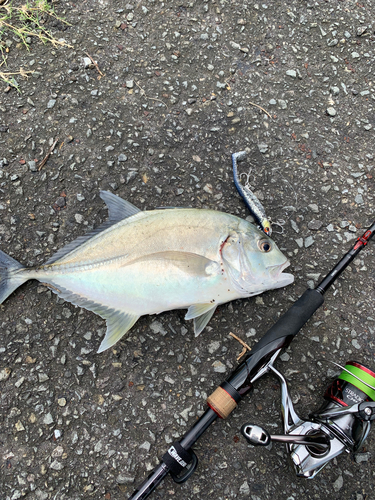 ロウニンアジの釣果