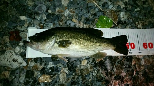 ブラックバスの釣果