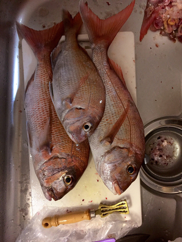 マダイの釣果