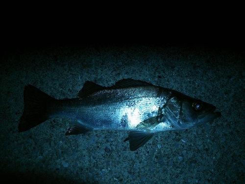 セイゴ（ヒラスズキ）の釣果