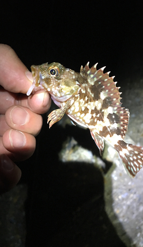 カサゴの釣果