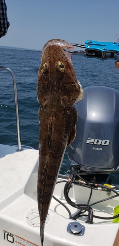 マゴチの釣果