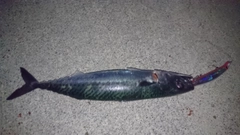 サバの釣果