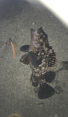 クロソイの釣果