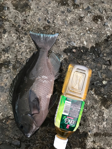 クチブトグレの釣果