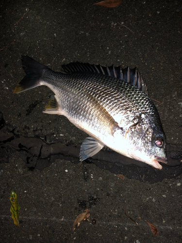 釣果