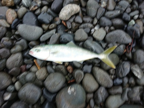 ワカナゴの釣果