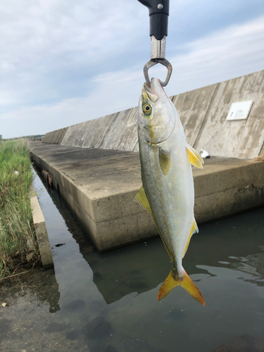 ツバスの釣果