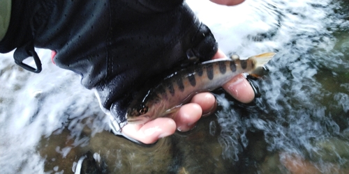 アマゴの釣果