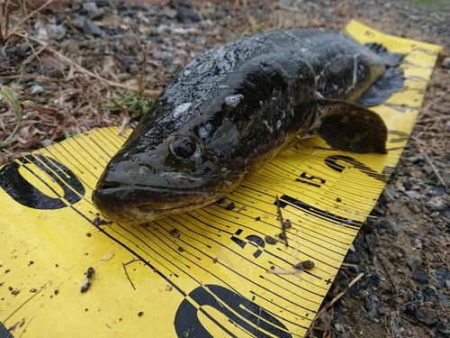 ライギョの釣果