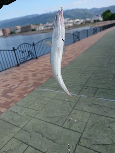 マサバの釣果