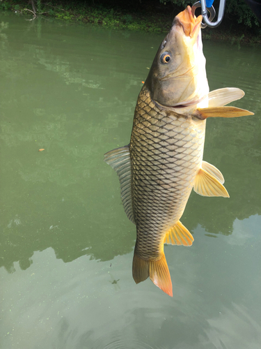 コイの釣果