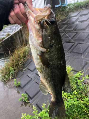 ラージマウスバスの釣果