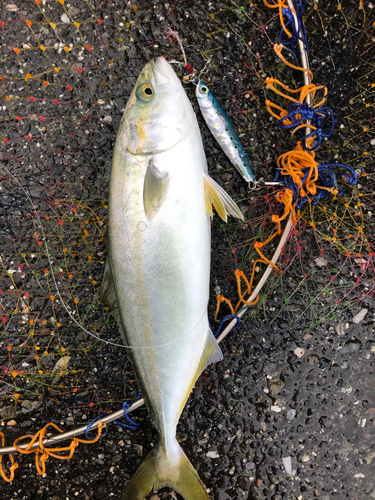 ツバスの釣果