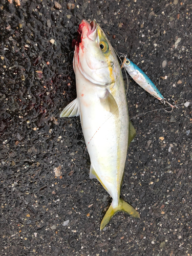 ツバスの釣果