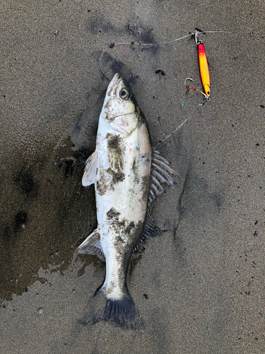 フッコ（ヒラスズキ）の釣果