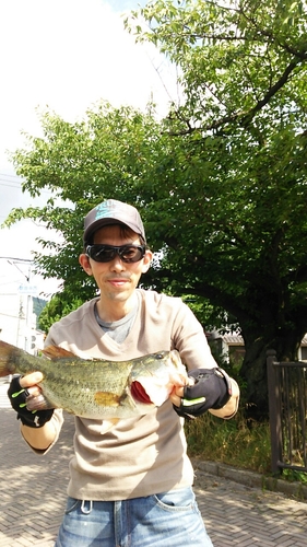 ブラックバスの釣果