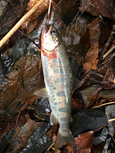 アマゴの釣果