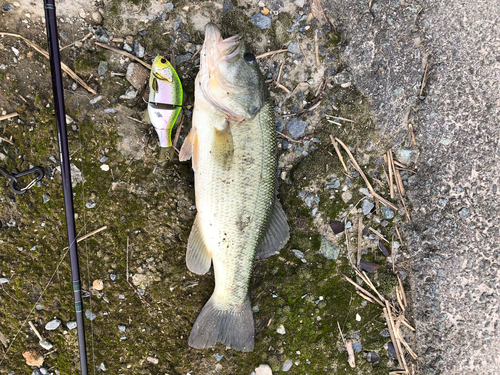 ブラックバスの釣果