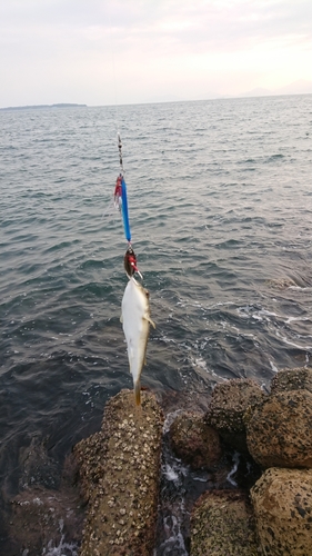 エソの釣果