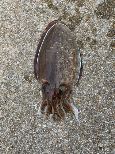 モンゴイカの釣果