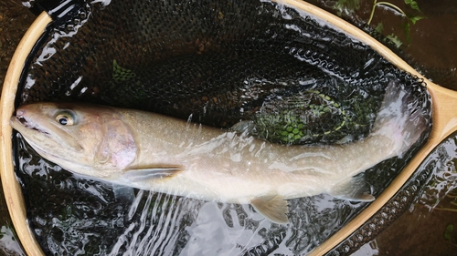 ヤマトイワナの釣果