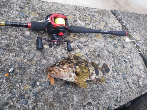 タケノコメバルの釣果