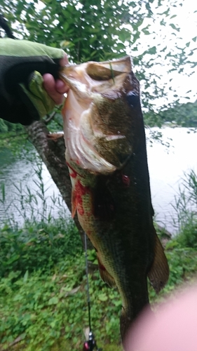 ラージマウスバスの釣果