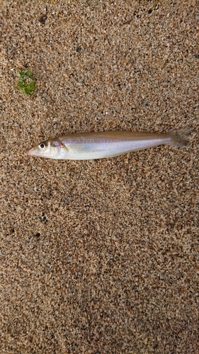 キスの釣果