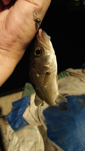 セイゴ（マルスズキ）の釣果